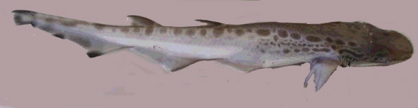 Galeus melastomus_comparación_01.jpg